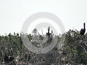 Crude oil threatens a pelican rookery in Barataria Bay following the Deepwater Horizon oil spill