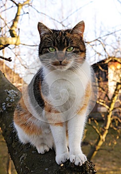 Cruel and angry cat face who sits on thick trunk of apple tree. Felis catus domesticus is ready for attack. Queen of cats. It is