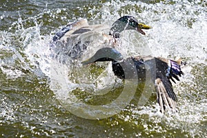 Cruel battle of two Drake Mallard ducks on a lake