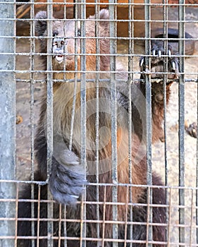 Cruel keeping of a brown bear in a cage in a zoo. A sad bear is locked in a dirty cage. The concept of animal cruelty