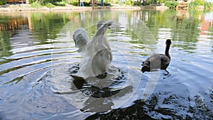 Cruel treatment with wild animals, bird with Trimmed wings swim In lake, white swan Can not fly, avians swim in river