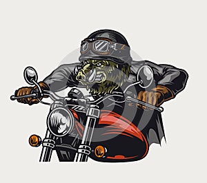 Cruel wild boar head moto rider