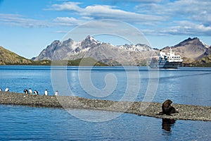 Cruise liner in South Georgia with penguins, seal