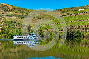 Cruise ship on Douro river passing among vineyards, Porto