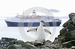 Cruise ship Marco Polo and Chinstrap penguin (Pygoscelis antarctica) at Half Moon Island, Bransfield Strait, Antarctica