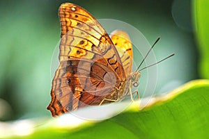 Cruiser butterfly vindula arsinoe closeup
