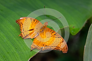Cruiser Butterfly Vindula Arsinoe Wings Spread on Green Leaf