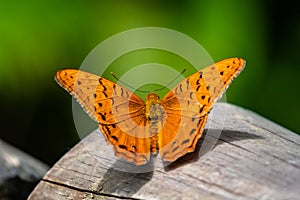 Cruiser - Vindula arsinoe - orange tropical butterfly, Kuranda