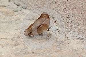 The Cruiser. Vindula erota erota butterfly photo
