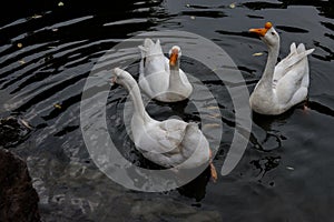 Cruising in the pond in the Great White Goose