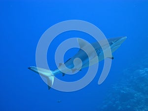 Cruising shark against blue water