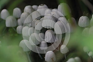Crumble Cap (Coprinellus disseminatus) rooping fungus colonies