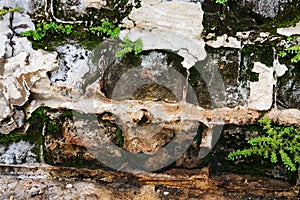 Crumbling Brick Wall with Moss and Plants