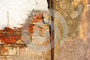 Crumbling brick wall with plaster and twigs of growing plants without leaves covered with snow