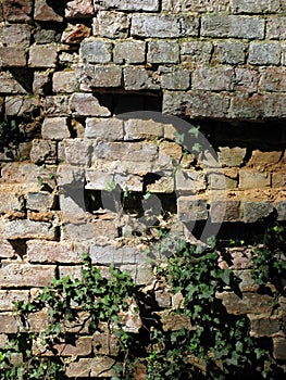 Crumbling Grunge Brick Wall with Ivy. photo