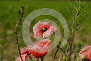 A crumbling poppy flower, limp and faded.