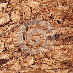 Crumbly wood texture nature closeup