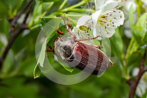 The crunch of the melolontha melolontha insect on a tree branch. Animal wildlife background