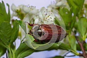 The crunch of the melolontha melolontha insect on a tree branch. Animal wildlife background