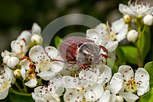 The crunch of the melolontha melolontha insect on a tree branch. Animal wildlife background