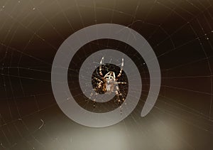 Crusader spider in its web