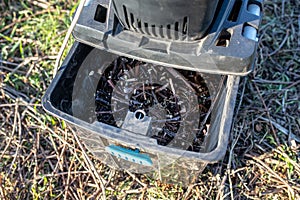 Crushed branches in collection box of a electric garden grinder to shred. garden waste is shredded perfect for