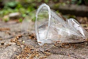 Crushed disposable plastic cup lying on the ground