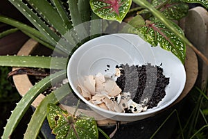 Crushed egg shell and spent coffee grounds in bowl against plants. Natural organic fertilizers for gardening rich in