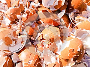 Crushed Egg Shells