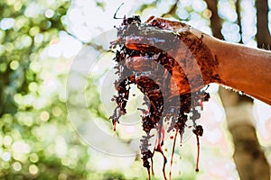 Crushed grapes wine making