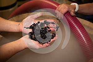 Crushed red grapes in hands woman making homemade wine harvest