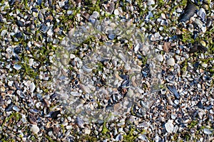 Crushed sea shells background