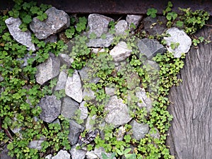 crushed stone on soil ground with four-leaf clover field