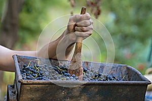 crushed to make wine in red grapes in crusher, grapes being crushed to make wine in Moldova Winemaking process Home exctracting