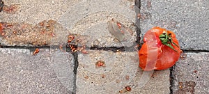 Crushed tomato. Crushed red tomato. Splattered tomato on ground