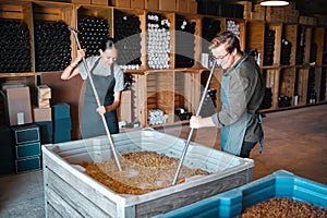 Crushing grapes for wine manufacturing in a cellar, winery and distillery. Industry employees, vintners and workers with