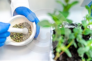 crushing herbs with a mortar. genetic research in a scientific biochemical laboratory