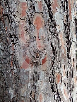 Crust, cork, incrustation, rind