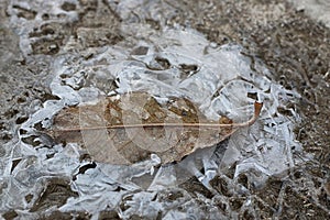 Crust of ice on a puddle of leaves