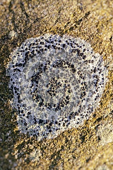 Crust Lichen - Large Porpidia