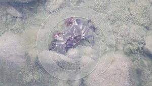 Crustacea freshwater crab hid