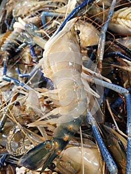 Crustacea is a species of crustacean in the Decapoda