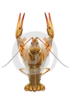Crustacean