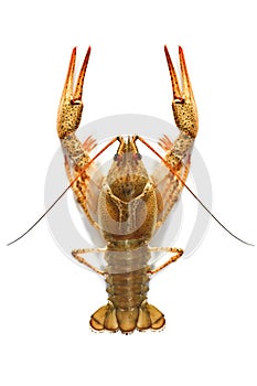 Crustacean