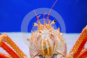 Crustacean photo