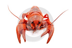 Crustacean