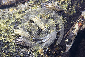 Crustacean Amphipoda underwater photography