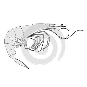 Crustacean animal - shrimp photo