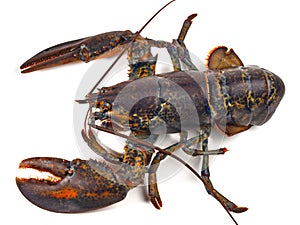 Crustacean - Blue Lobster