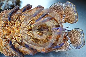 Crustacean detail photo